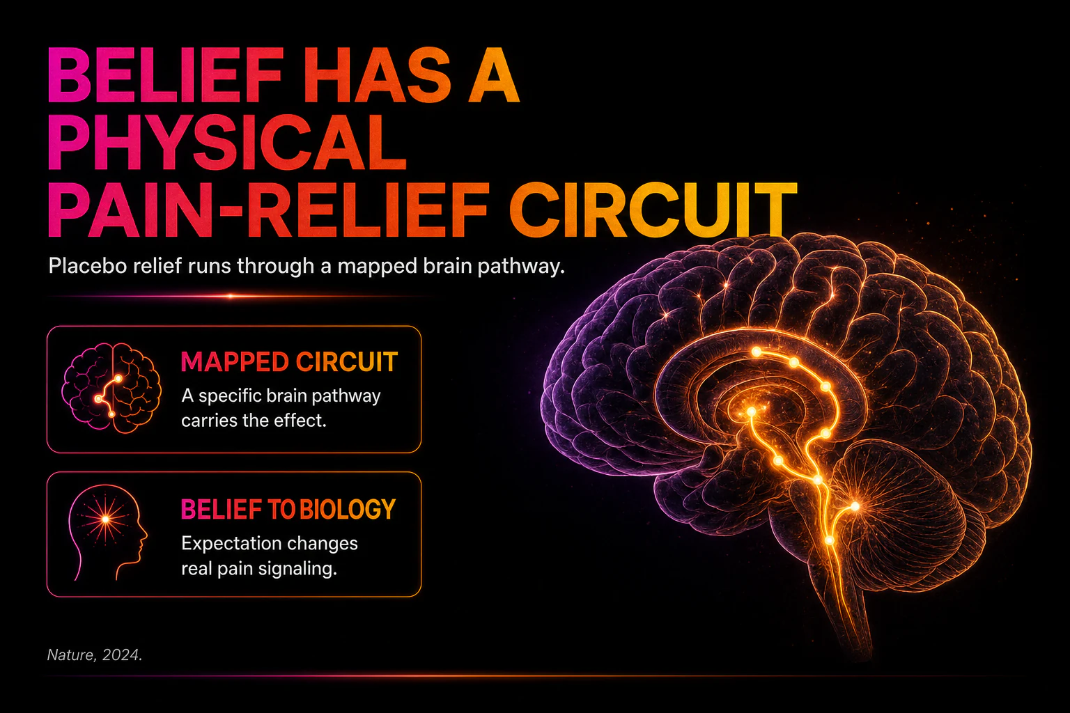 Placebo analgesia brain circuit